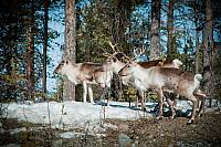 Kiruna, Sweden