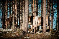 Kiruna, Sweden