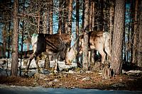 Kiruna, Sweden